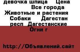 девочка шпица  › Цена ­ 40 000 - Все города Животные и растения » Собаки   . Дагестан респ.,Дагестанские Огни г.